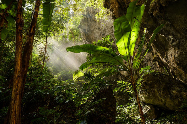 Hang động có hai giếng trời khổng lồ, hình thành sau khi trần hang đổ sập cách đây hàng trăm năm. Chúng giúp ánh mặt trời chiếu xuống hang và tạo ra một khu rừng nhiệt tới xanh tốt.