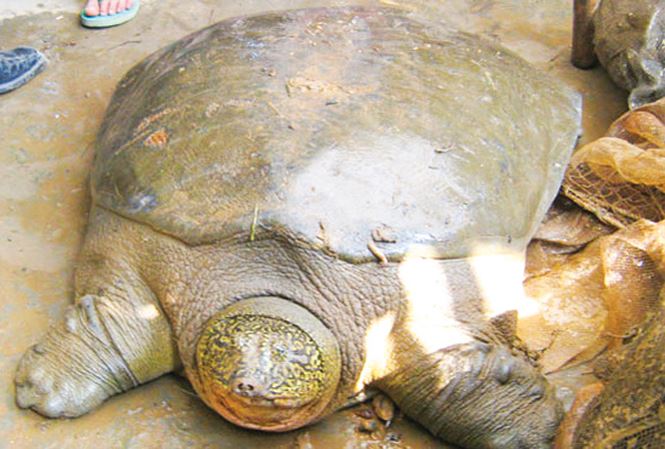 Lên kế hoạch bảo vệ 2 cá thể rùa Hoàn Kiếm cuối cùng ở VN - 1