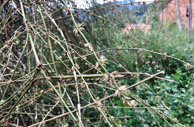 Quá hiếm: Bụi hoa tre to như chuồng nhốt trâu, bò ở Quảng Ngãi - 2