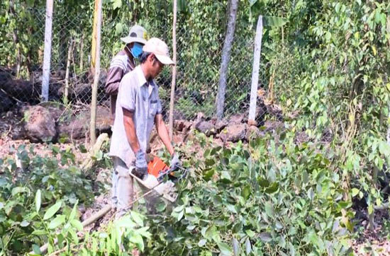Thực hư thông tin thương lái Trung Quốc mua rễ tiêu để... làm thuốc - 1