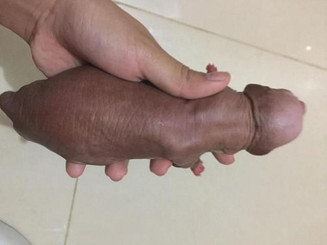 Phi thường - kỳ quặc - Cún con có hình dáng... thô tục khiến chủ phát ngượng