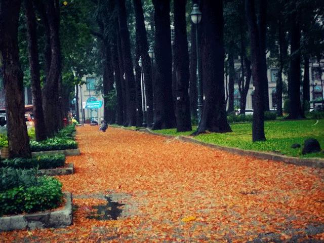 Tin tức trong ngày - Hoa dầu biến phố Sài Gòn đẹp đến nao lòng, khiến bao người xốn xang