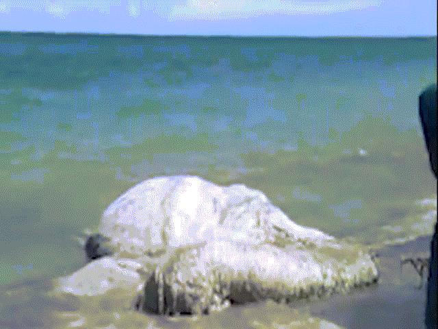 Xác quái vật khổng lồ nhiều lông dạt vào bãi biển Philippines