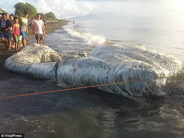 Xác quái vật khổng lồ nhiều lông dạt vào bãi biển Philippines - 1