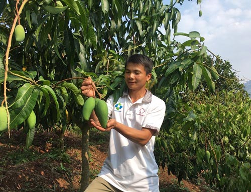Rủng rỉnh tiền tiêu nhờ trồng xoài Đài Loan trên đất dốc - 1