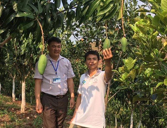 Rủng rỉnh tiền tiêu nhờ trồng xoài Đài Loan trên đất dốc - 2