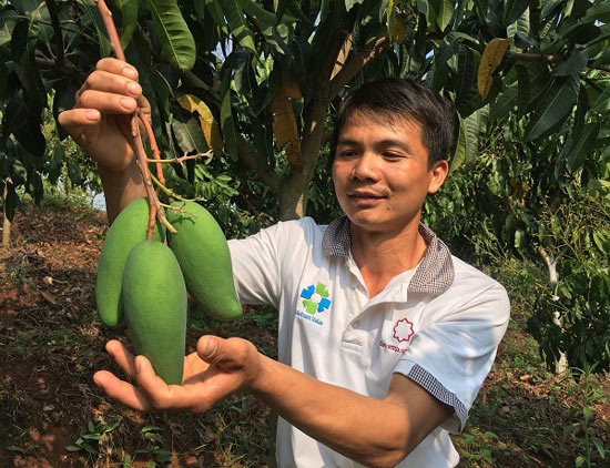 Rủng rỉnh tiền tiêu nhờ trồng xoài Đài Loan trên đất dốc - 3