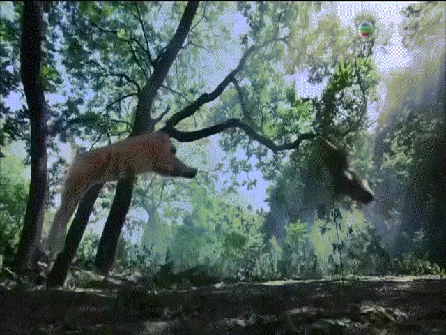 Phim - Những cảnh đả hổ gay cấn nhất trên màn ảnh Hoa ngữ