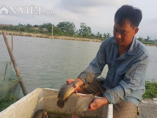 Thị trường - Tiêu dùng - Nuôi đàn cá rô khổng lồ, lãi 400 triệu/năm