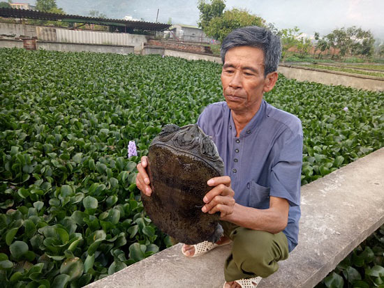 U60 đếm tiền tỷ mỗi năm nhờ nuôi ba ba nơi vùng cao biên giới - 1