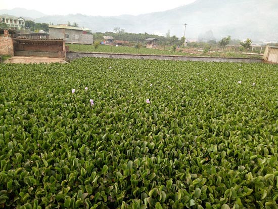 U60 đếm tiền tỷ mỗi năm nhờ nuôi ba ba nơi vùng cao biên giới - 3