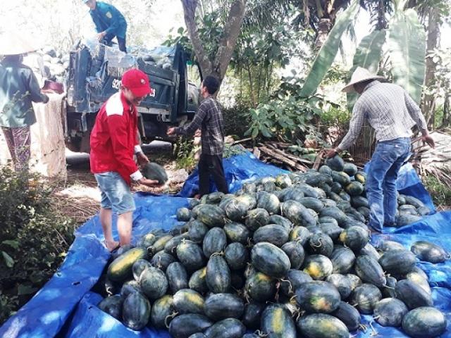 Thị trường - Tiêu dùng - Kêu gọi "giải cứu" dưa hấu ở Quảng Nam: "Hết bay" hơn 1.000 tấn dưa