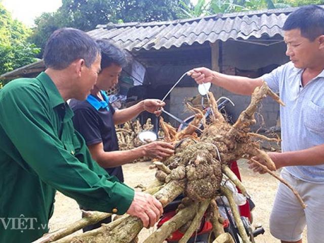 Thị trường - Tiêu dùng - Thương lái lùng mua ngũ sắc dại, dân tình đổ xô lên rừng đào cả gốc