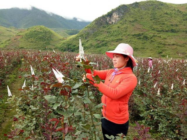 Thị trường - Tiêu dùng - Bỏ việc nhà nước về trồng 6ha hoa hồng, lãi 40 triệu/tháng