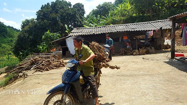 Thương lái lùng mua ngũ sắc dại, dân tình đổ xô lên rừng đào cả gốc - 1