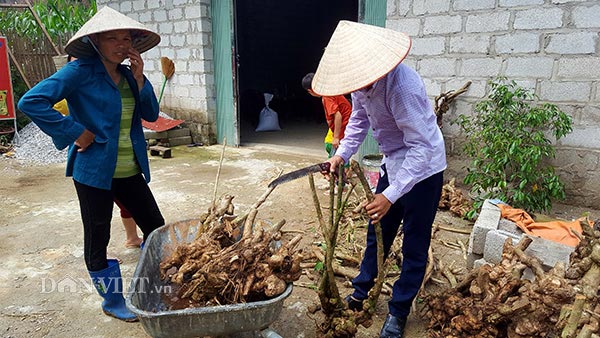 Thương lái lùng mua ngũ sắc dại, dân tình đổ xô lên rừng đào cả gốc - 3