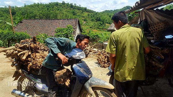 Thương lái lùng mua ngũ sắc dại, dân tình đổ xô lên rừng đào cả gốc - 4