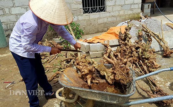 Thương lái lùng mua ngũ sắc dại, dân tình đổ xô lên rừng đào cả gốc - 6