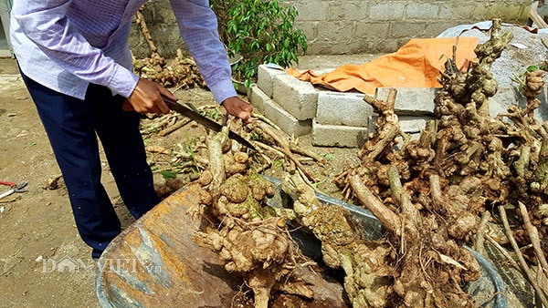 Thương lái lùng mua ngũ sắc dại, dân tình đổ xô lên rừng đào cả gốc - 8