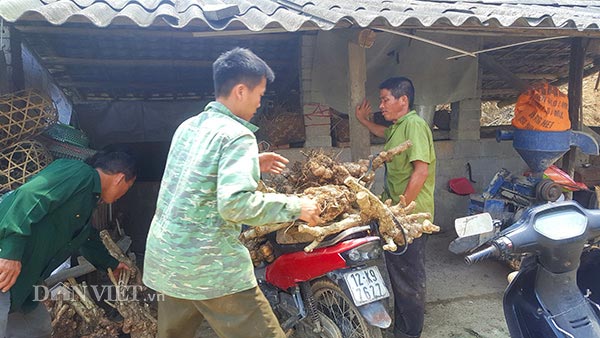 Thương lái lùng mua ngũ sắc dại, dân tình đổ xô lên rừng đào cả gốc - 9