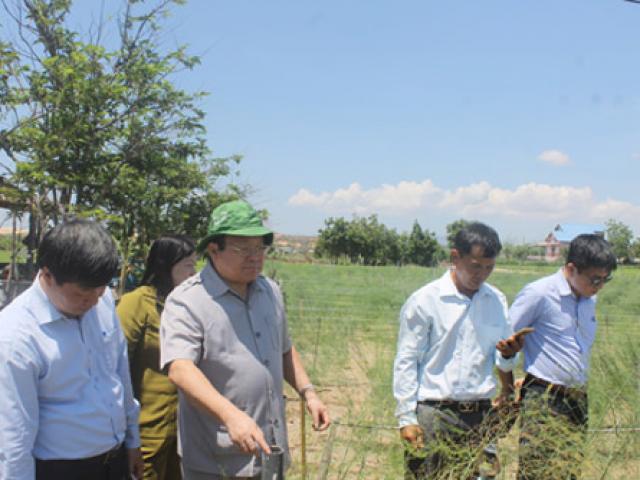 Thị trường - Tiêu dùng - Trồng "nữ hoàng rau xanh" nơi “thừa nắng, thiếu mưa”, lãi 30 triệu/tháng