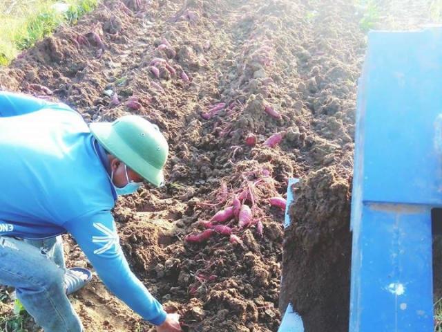 Thị trường - Tiêu dùng - Giá khoai lang Nhật "rớt" thảm còn 3.000 đồng/kg, thương lái "bỏ chạy"