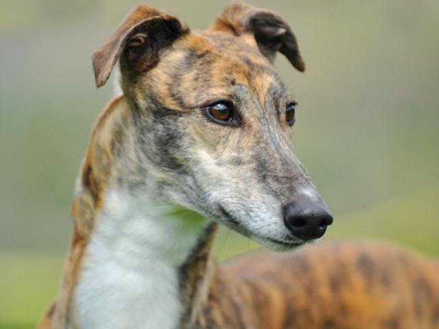 Thể thao - Chiến khuyển vô địch: 74 km/h, hạ cả ngựa chiến lẫn xe đua