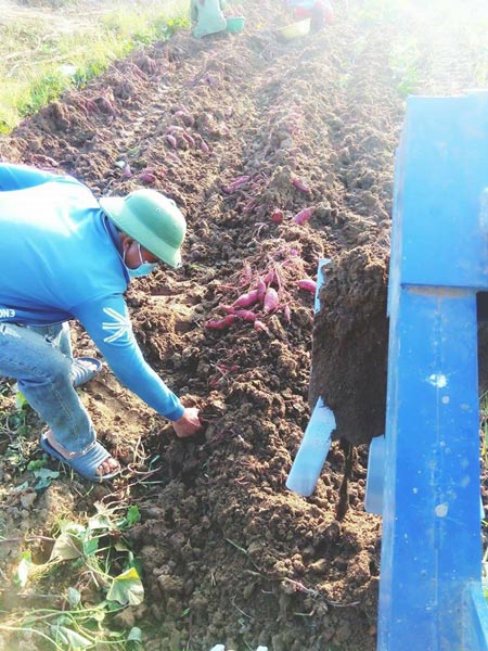 Giá khoai lang Nhật "rớt" thảm còn 3.000 đồng/kg, thương lái "bỏ chạy" - 1