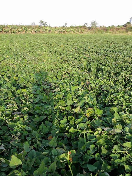 Giá khoai lang Nhật "rớt" thảm còn 3.000 đồng/kg, thương lái "bỏ chạy" - 3