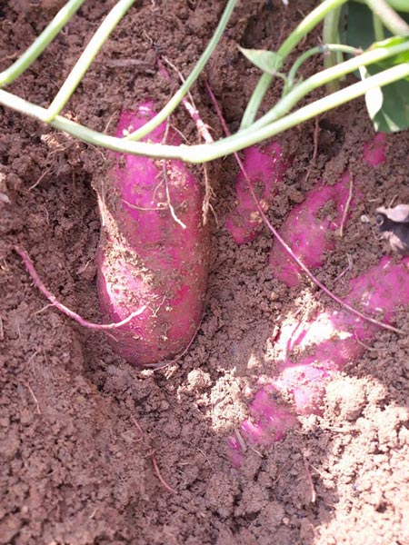 Giá khoai lang Nhật "rớt" thảm còn 3.000 đồng/kg, thương lái "bỏ chạy" - 4