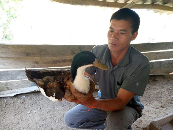 Lên núi nuôi loài vịt cổ xanh tậu được cả nhà lẫn xe - 3