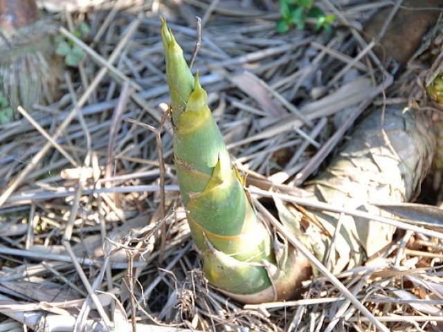 Thế giới - Lạc trong rừng 5 ngày, người đàn ông TQ ăn loại cây này để sống sót