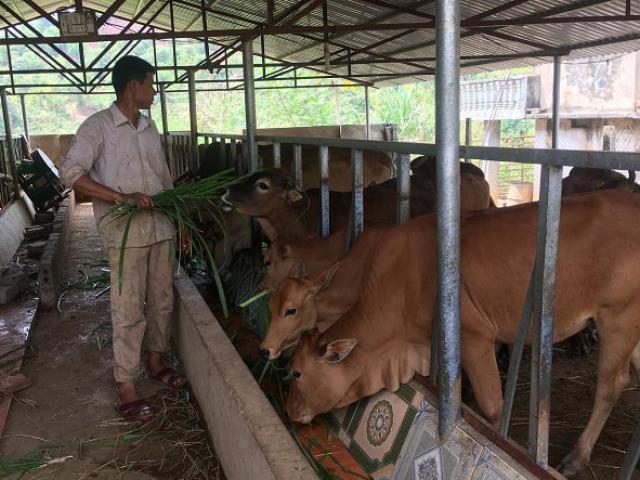 Thị trường - Tiêu dùng - Làm giàu ở nông thôn: "Vua bò" ở vùng sơn cước Mường Chùm
