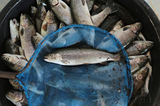 Cá nuôi công nghiệp: Cá tốt nhất cho sức khỏe con người là những loại được đánh bắt trực tiếp từ biển và sử dụng ngay trong vòng 1 ngày. Trong môi trường nuôi công nghiệp, cá ăn chất thải của nhau và mầm bệnh ở cá có thể gây nguy hiểm cho con người.