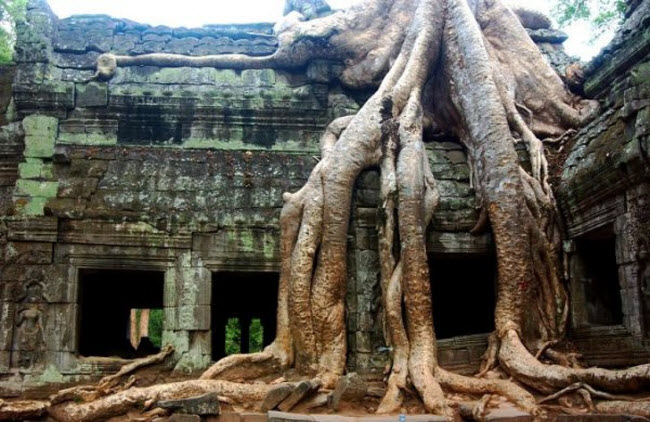 Rễ cây cổ thụ bao phủ kín ngôi đền cổ Ta Prohm ở Angkor, Campuchia.