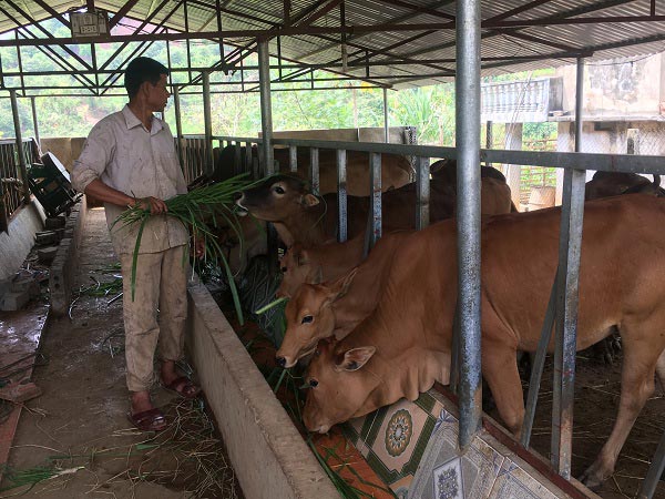 Làm giàu ở nông thôn: &#34;Vua bò&#34; ở vùng sơn cước Mường Chùm - 1