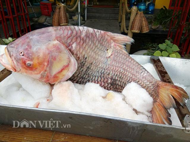 Tin tức trong ngày - Lần đầu tiên, cá hô huyết vảy rồng siêu khủng "trình làng" ở Thủ đô