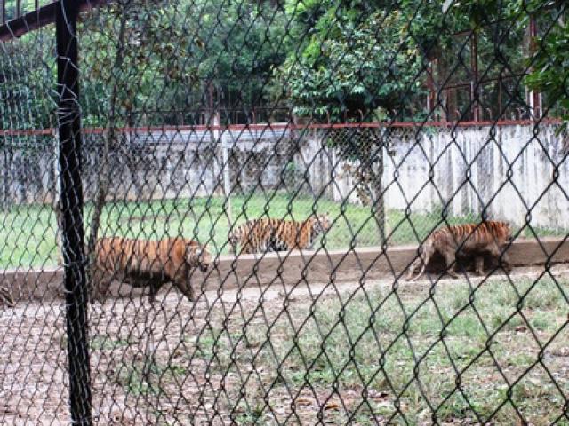 Tin tức trong ngày - "Cầu cứu" 2 bộ xử lý 11 cá thể hổ nuôi nhốt trong khu dân cư