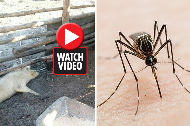 Đội quân muỗi khổng lồ càn quét gia súc ở Nga, nhiều người lo tận thế - 1