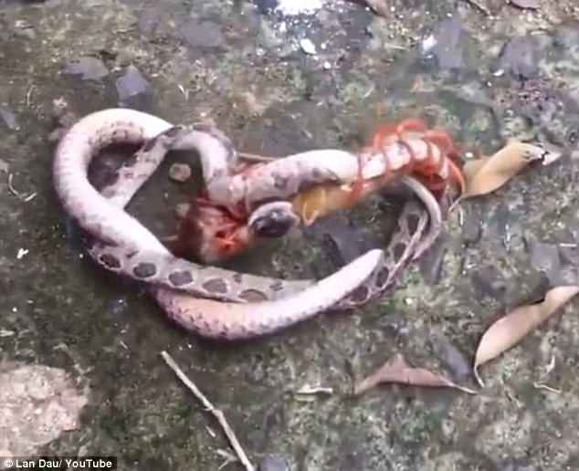 Cảnh rết khổng lồ tử chiến với rắn ở Việt Nam lên báo Tây - 1
