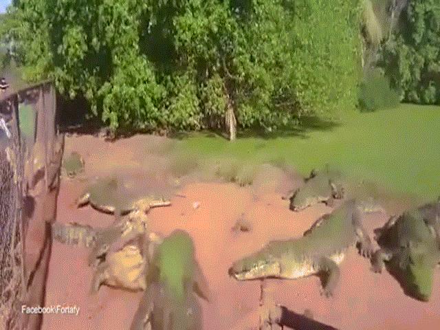Video: Cá sấu bị bạn vặn đứt lìa một chân mà không hề hay biết