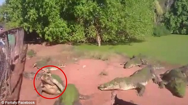 Video: Cá sấu bị bạn vặn đứt lìa một chân mà không hề hay biết - 1