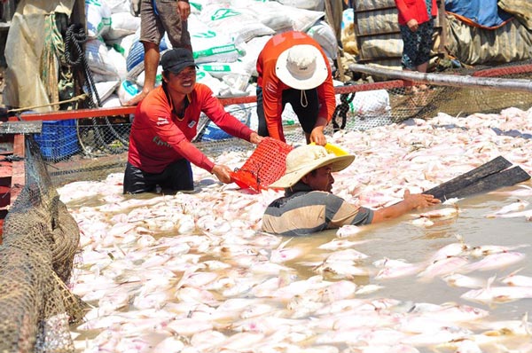 Hàng trăm tấn cá chết trên sông La Ngà, dân gạt nước mắt bán giá rẻ như cho - 1