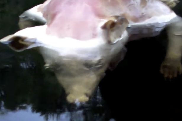 Mỹ: Phát hiện xác sinh vật “đầu lợn, tay người” ở hồ nước - 1
