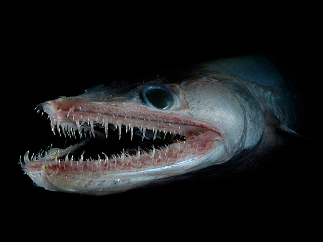 Bắt được ”quái vật” cá có hàm răng sắc nhọn dưới đáy biển Australia
