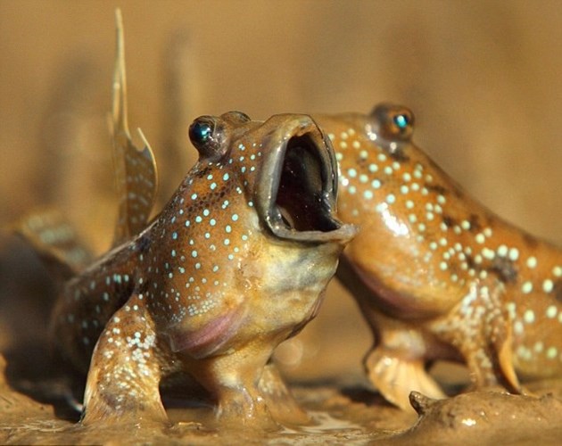 "Hái ra tiền" với những loài "thủy quái" hiếm, độc, lạ ở miền Tây - 1