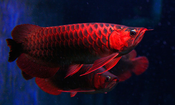 "Hái ra tiền" với những loài "thủy quái" hiếm, độc, lạ ở miền Tây - 10