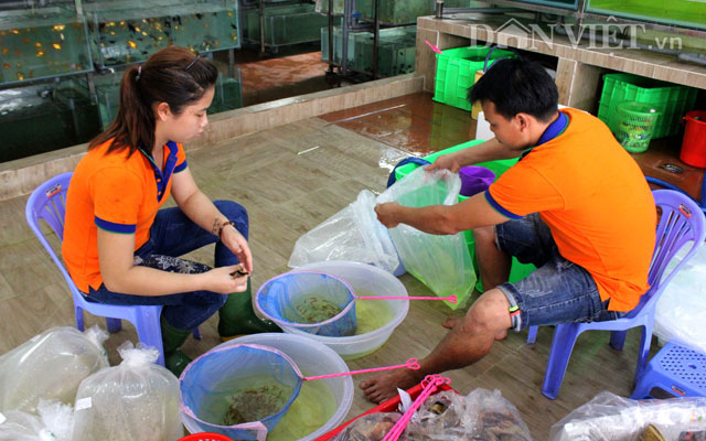 "Đột nhập" trang trại cá cảnh "triệu đô" xuất ngoại giữa Sài thành - 11