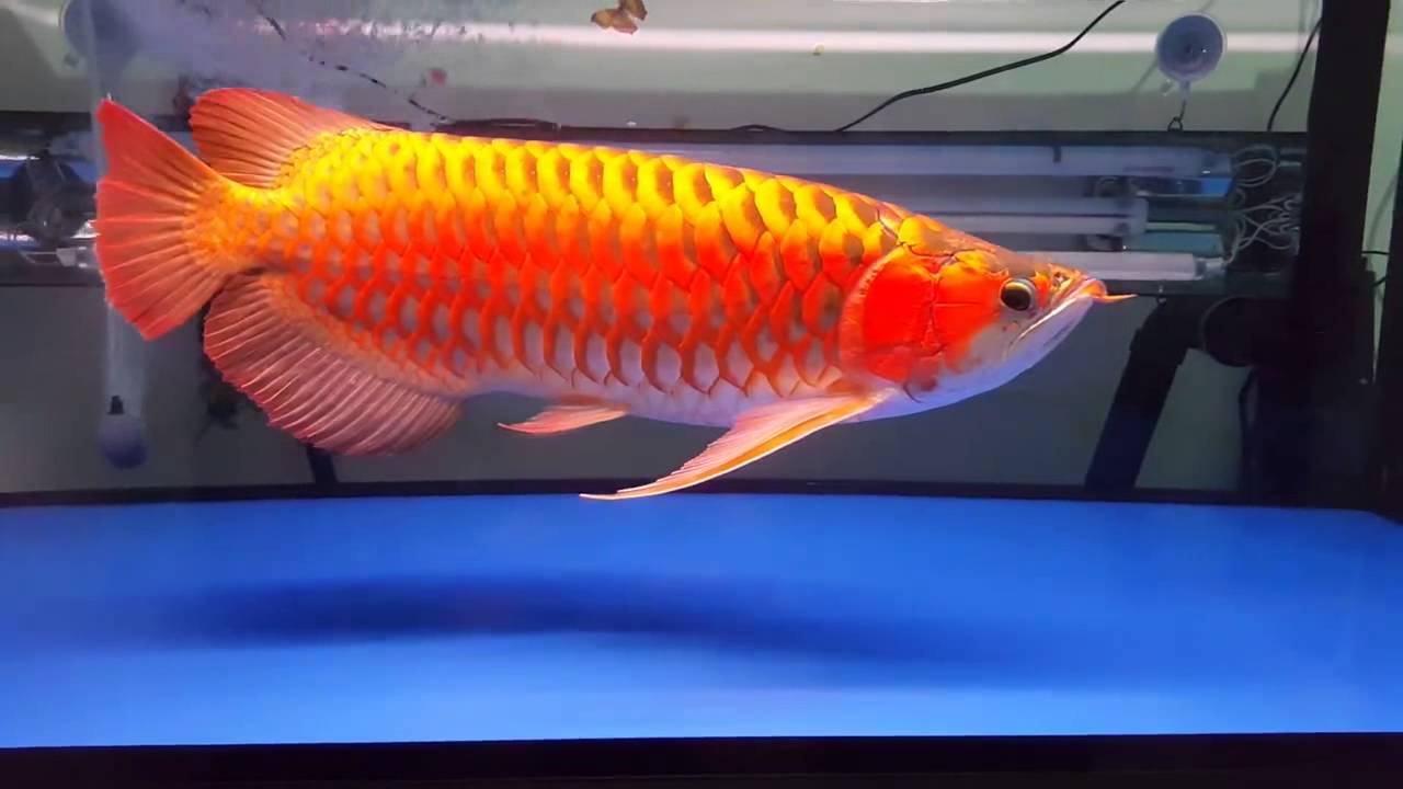 "Hái ra tiền" với những loài "thủy quái" hiếm, độc, lạ ở miền Tây - 11