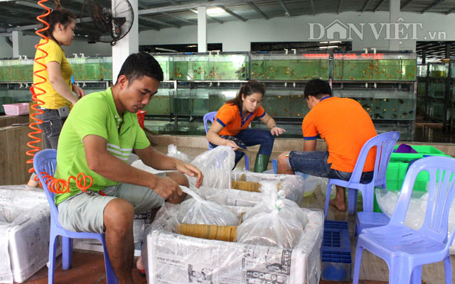 "Đột nhập" trang trại cá cảnh "triệu đô" xuất ngoại giữa Sài thành - 12